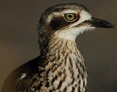 Bush Stone-curlew