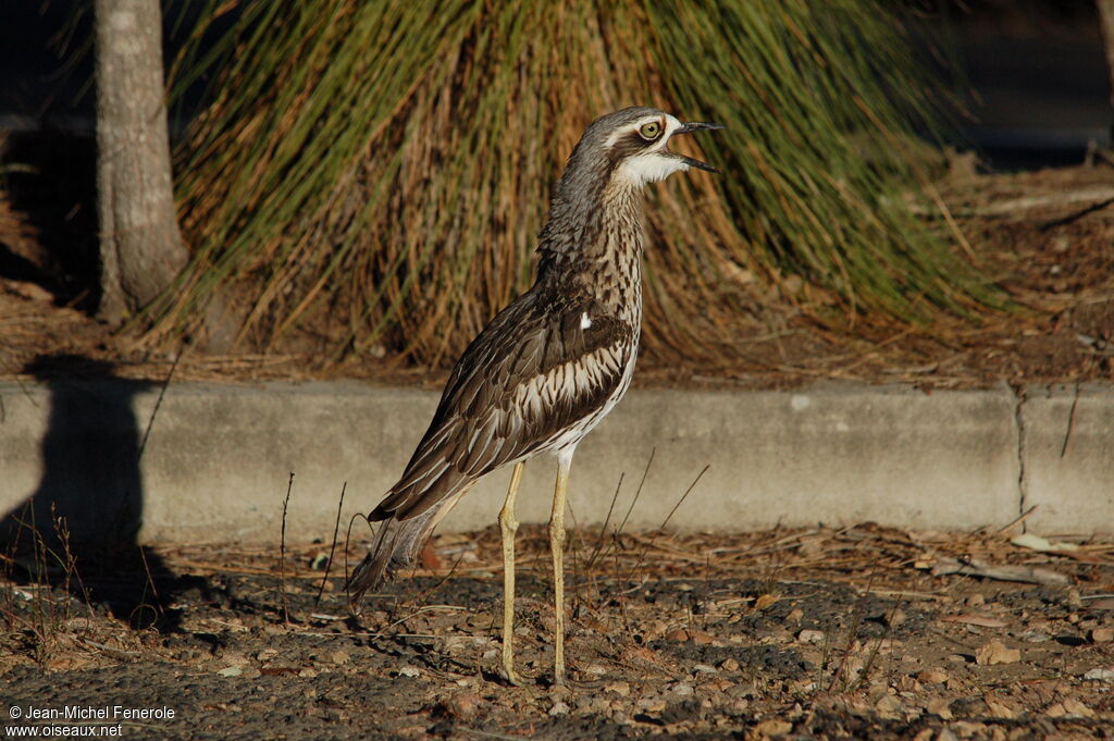 Bush Stone-curlew