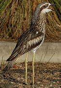 Bush Stone-curlew