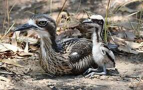 Bush Stone-curlew