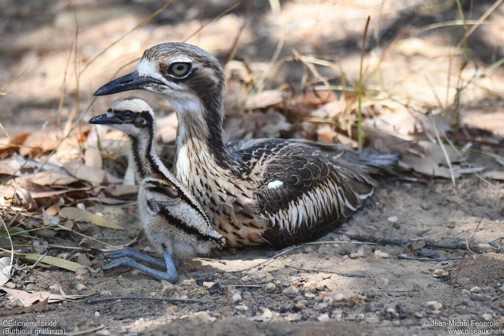 Bush Stone-curlew