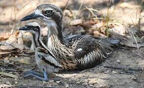 Bush Stone-curlew