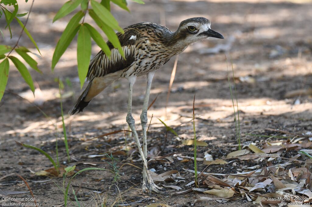 Bush Stone-curlew