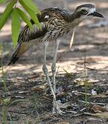 Bush Stone-curlew