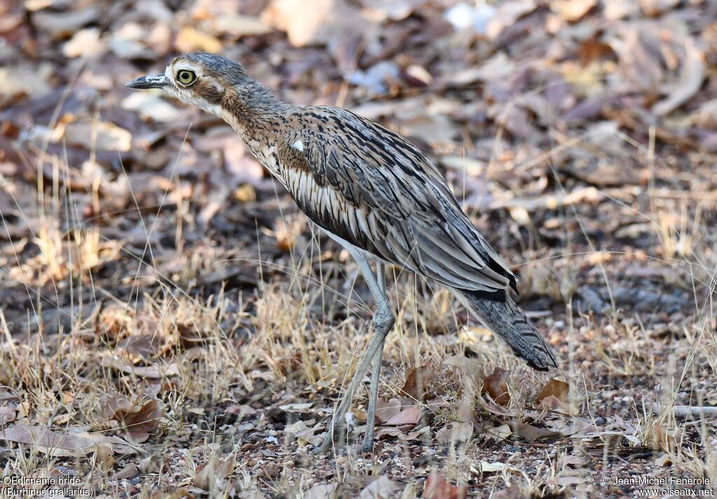 Bush Stone-curlew