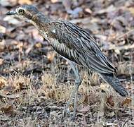 Bush Stone-curlew