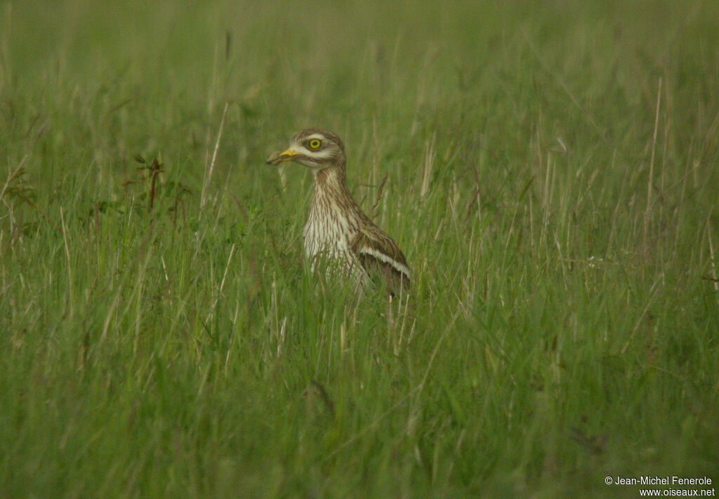 Eurasian Stone-curlew