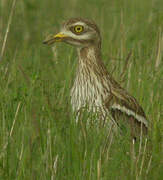 Eurasian Stone-curlew