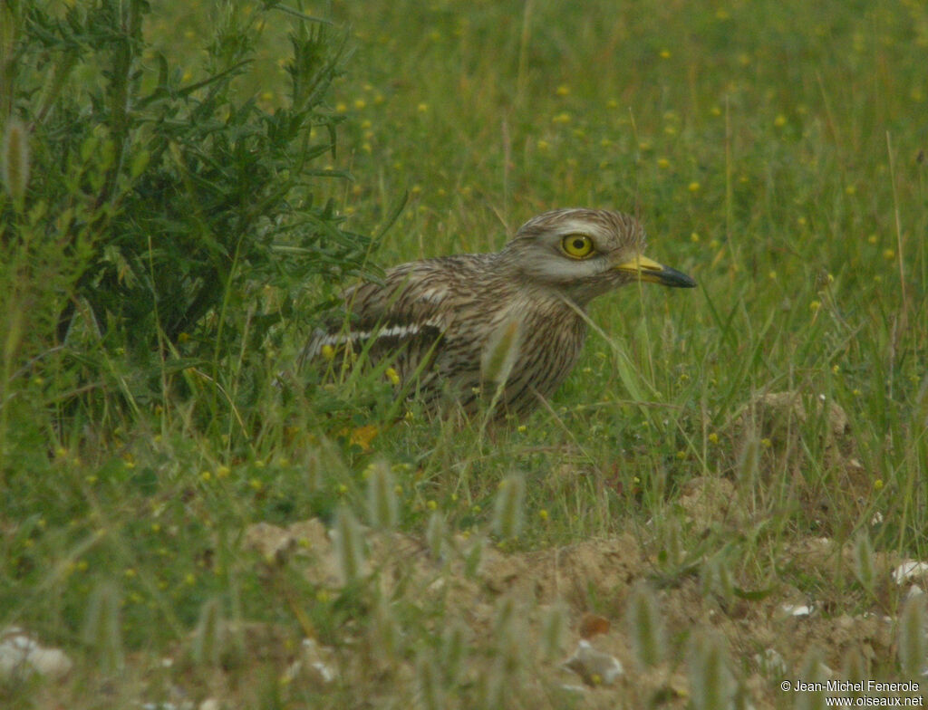 Eurasian Stone-curlewadult