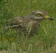 Eurasian Stone-curlew