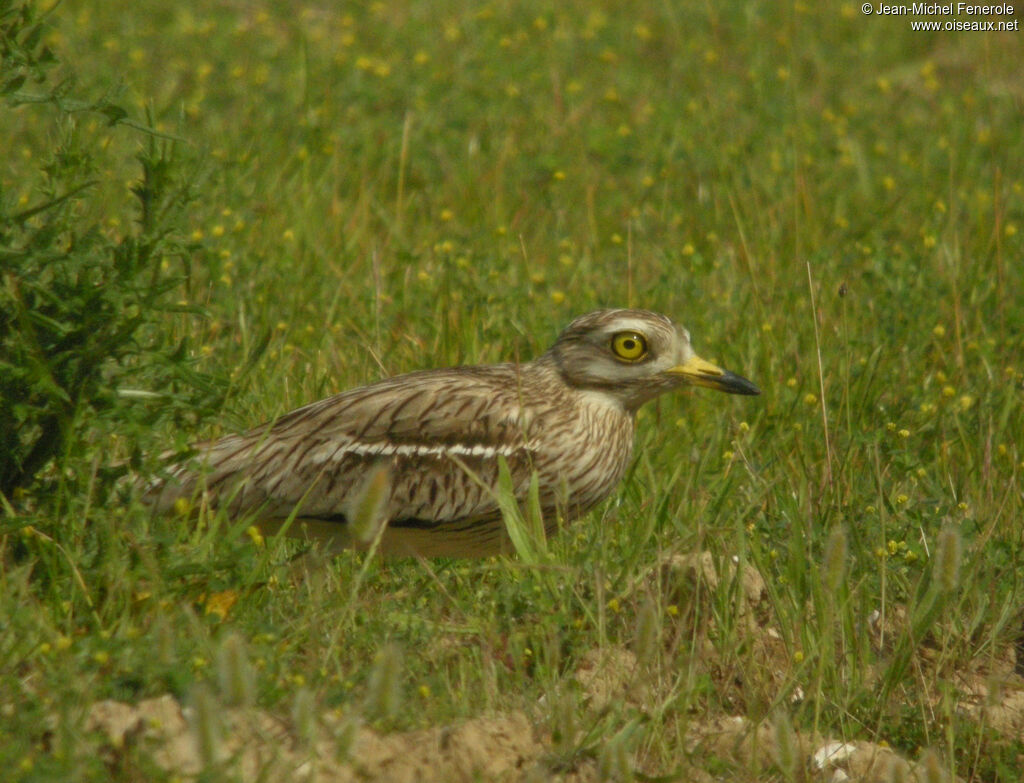 Eurasian Stone-curlewadult