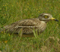 Eurasian Stone-curlew