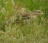 Eurasian Stone-curlew