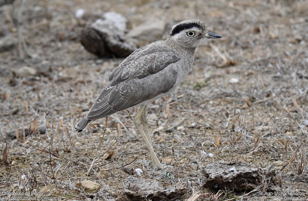 Peruvian Thick-knee