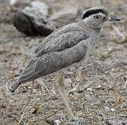 Peruvian Thick-knee