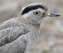 Peruvian Thick-knee