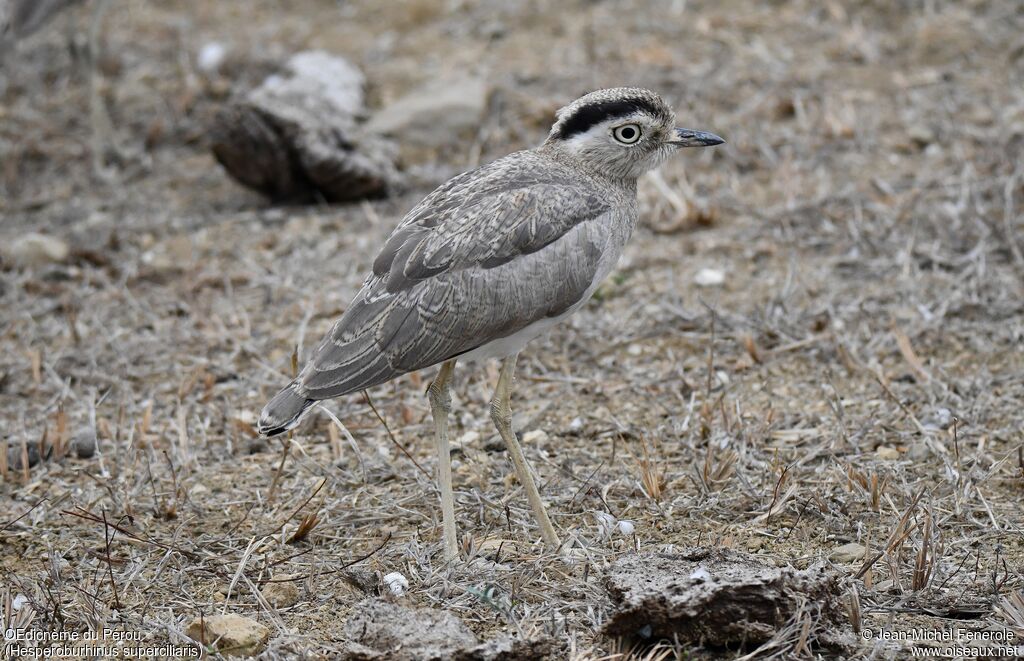 Peruvian Thick-knee