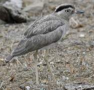 Peruvian Thick-knee
