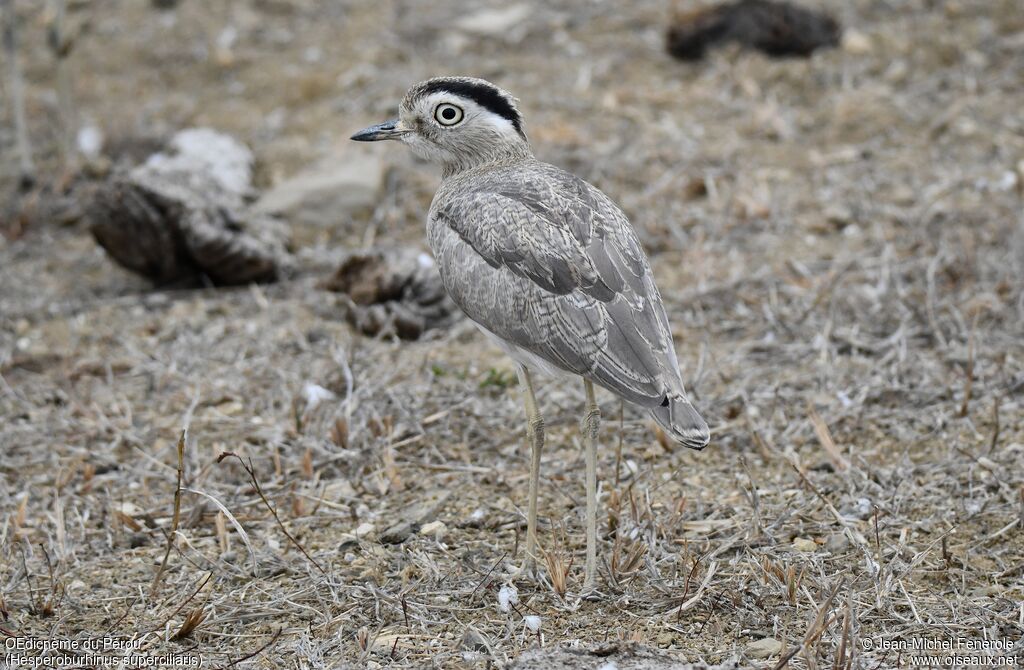 Peruvian Thick-knee