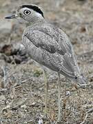 Peruvian Thick-knee