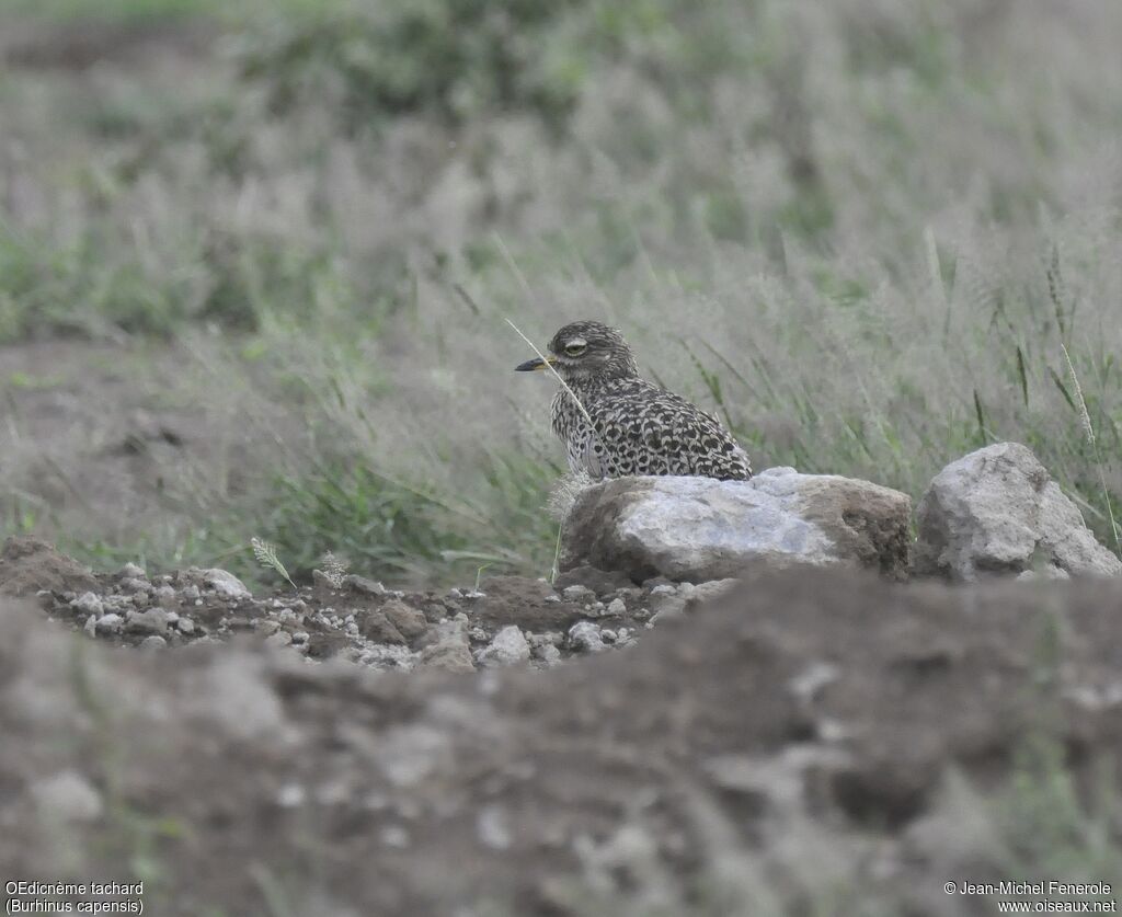 Spotted Thick-knee