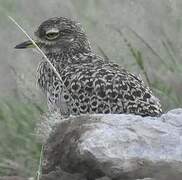 Spotted Thick-knee