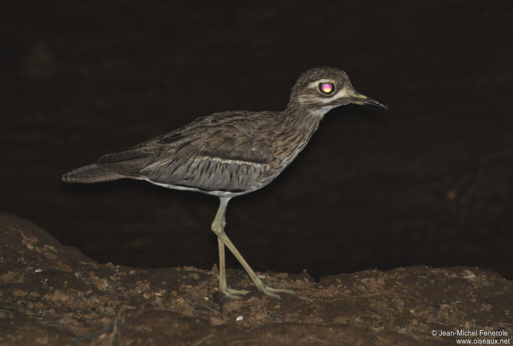 Water Thick-knee