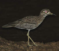 Water Thick-knee