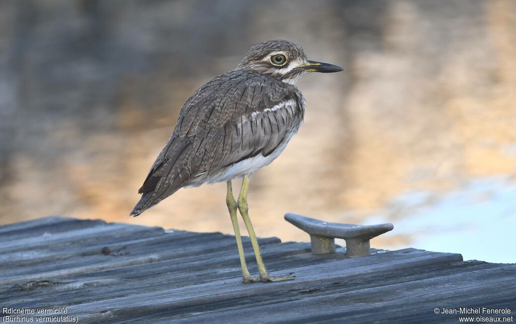 Œdicnème vermiculé