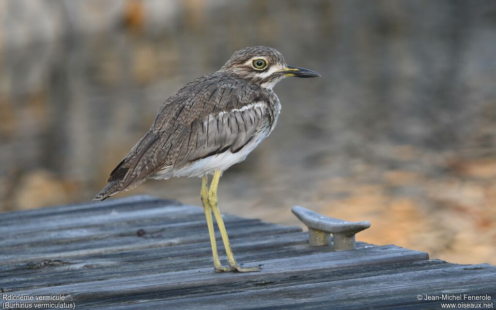 Œdicnème vermiculé