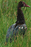 Spur-winged Goose