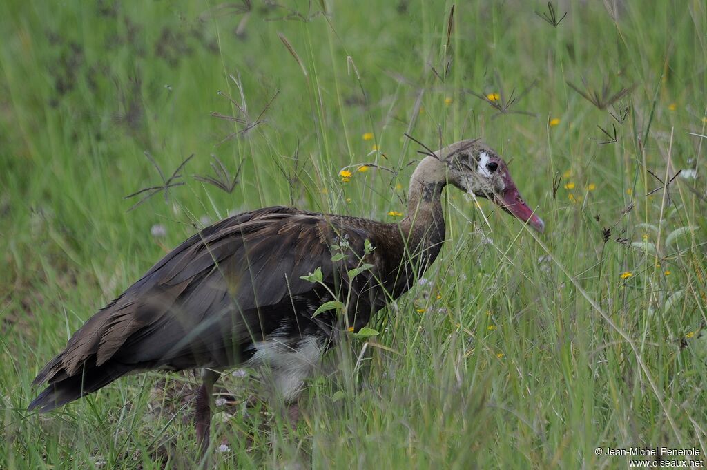 Spur-winged Goose