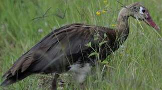 Spur-winged Goose