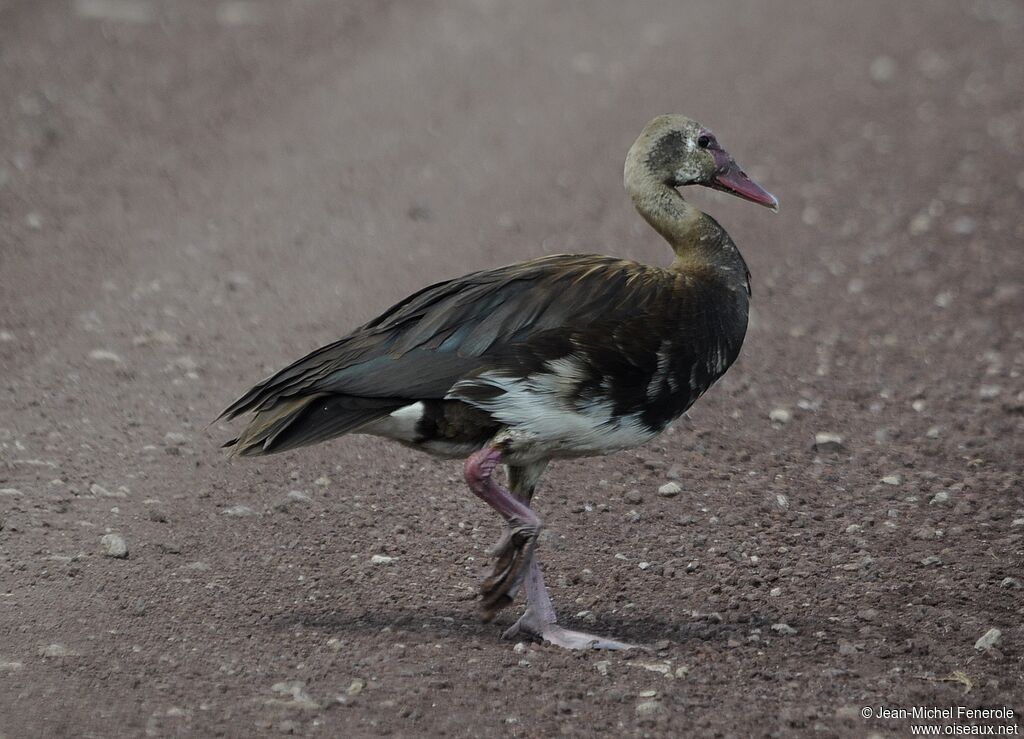 Spur-winged Goose