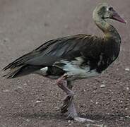 Spur-winged Goose