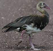 Spur-winged Goose