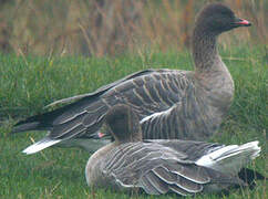 Pink-footed Goose