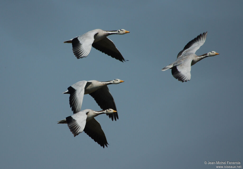 Bar-headed Goose