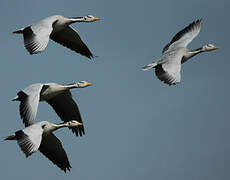 Bar-headed Goose