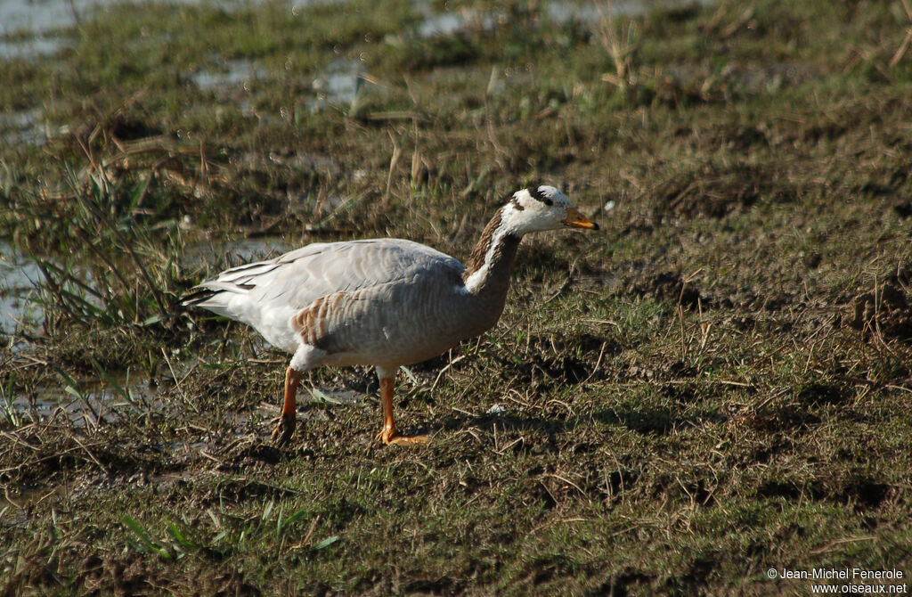 Bar-headed Goose