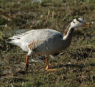 Bar-headed Goose