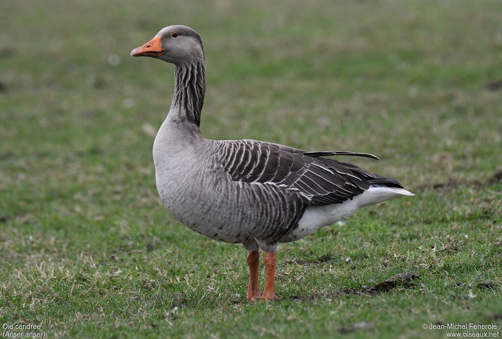 Greylag Goose