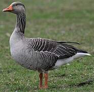 Greylag Goose