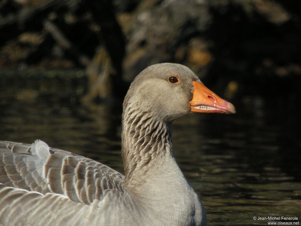 Greylag Goose