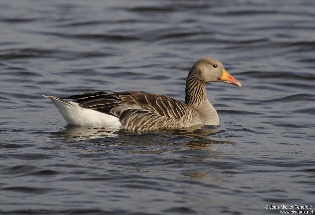 Greylag Goose