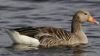 Greylag Goose