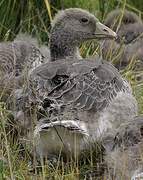 Greylag Goose