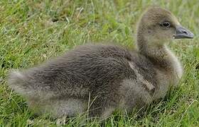 Greylag Goose