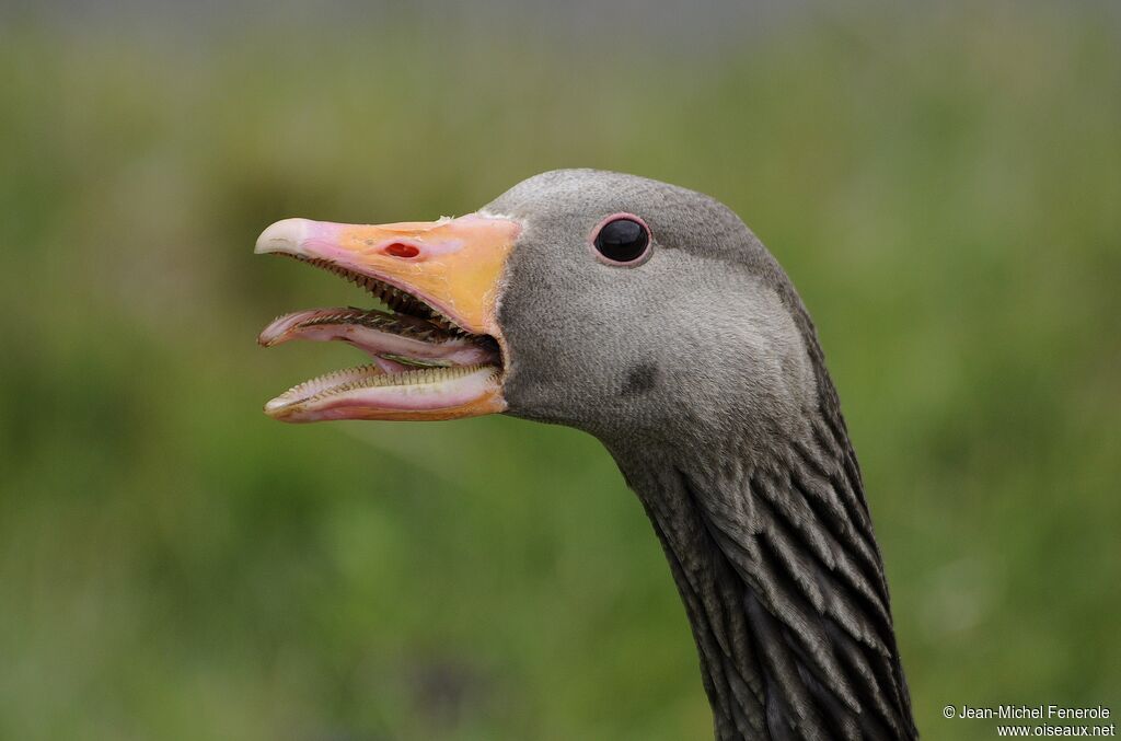 Greylag Goose