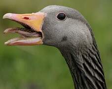 Greylag Goose